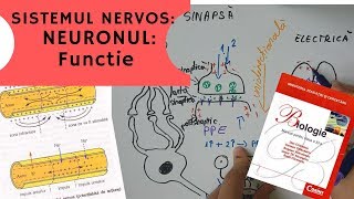 ADMITERE MEDICINA SISTEMUL NERVOS 2 NEURONUL Functie [upl. by Ahsino]