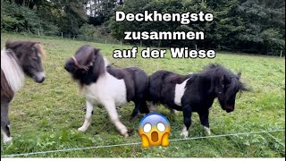 Deckhengste zusammen in der Wiese 😱 [upl. by Daile]