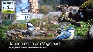 Tannenmeise am Vogelbad Dohr Eifel Deutschland April 2023 [upl. by Arahsat]