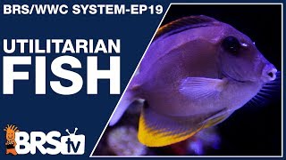 Ep19 Reef tank fish with a purpose  The BRSWWC System [upl. by Brena]