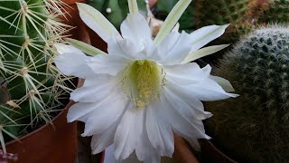 Echinopsis Subdenudata расцвел [upl. by Arytas332]