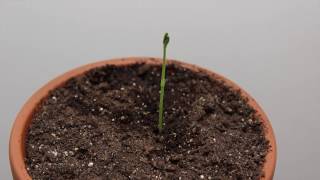 Sweet Pea Sprouting Time Lapse [upl. by Cotter]