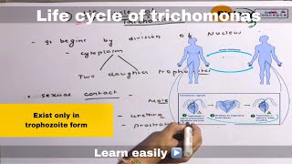 Life cycle of trichomonas ll biology ll [upl. by Erek]