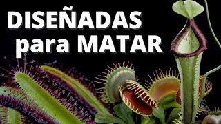 Las plantas carnívoras y su aspecto alienígena [upl. by Arriaet]