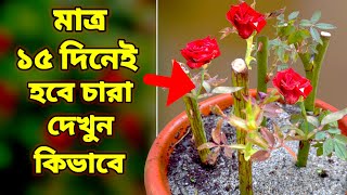 গোলাপের চারা করুন  এই নিয়মে 100 সাকসেস হবে  How To Grow Rose Cuttings With Honey [upl. by Dyche]