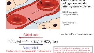 Buffer action in the blood [upl. by Igenia]