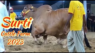 Surti Cattle Farm 2023 Collection [upl. by Caldwell]