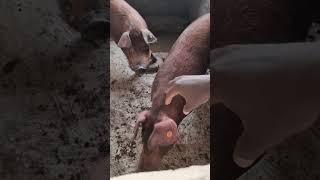 DUROC PIG FARM [upl. by Rudich]