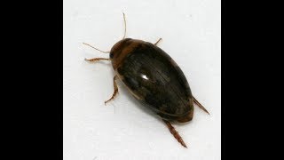 GoPro Water Beetles in the wild Underwater [upl. by Giffy]