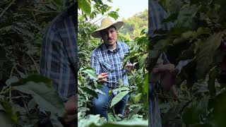 From Cherry to Cup Understanding Coffee Yield on the Farm [upl. by Saiff732]