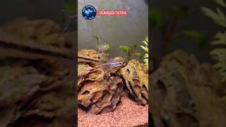 VARAN 3 GÜNIŞIĞI TETRA viral akvaryum lepistes guppy fishtank aquarium tetrafish betafish [upl. by Ehtyde]