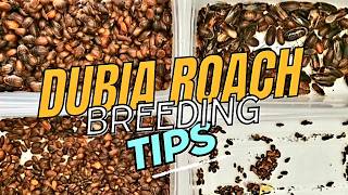 What To Expect When Breeding Dubia Roaches When To Start Feeding From Your ColonyBreeder Tips [upl. by Adnamahs355]