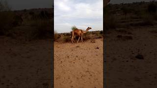 Camel walking in the Forest  Camel video  Shorts [upl. by Stclair436]