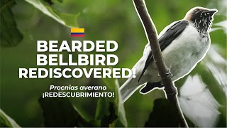 We do have a BELLBIRD now More on the Recent Rediscovery of Bearded Bellbird in Colombia [upl. by Guerra881]