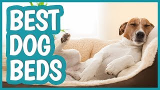 Best Dog Bed in 2019  TOP 11 Dog Beds [upl. by Aicelaf]