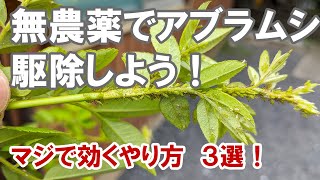 無農薬でアブラムシをやっつけろ！ 意外と方法は沢山あります！農薬嫌いな方に！ [upl. by Akciret]