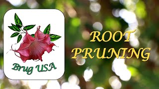 How to Root Prune your Brugmansia  Angel Trumpet [upl. by Reld]