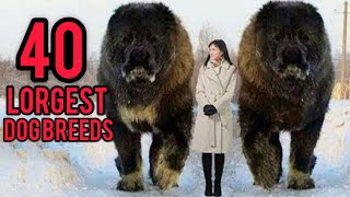 40 Giant Dog Breeds That Will Leave You in Awe [upl. by Atnod]