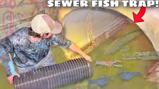 Trapping Sewer INFESTED With AQUARIUM FISH [upl. by Sicard]