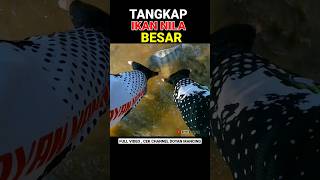 Nangkap ikan dengan tangan kosong [upl. by Casandra]