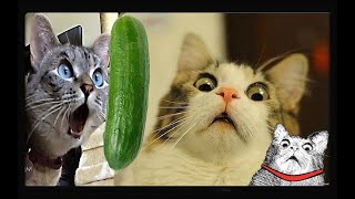 ИСПУГ ЖИВОТНЫХЛУЧШИЙ СБОРНИКСМЕЯЛСЯ ДО СЛЕЗ🤣funny animal videos [upl. by Ococ]