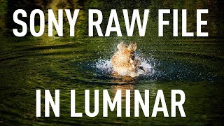 Edit a Sony RAW file in Luminar [upl. by Senn787]