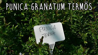 Punica granatum – Gránátalma termős [upl. by Ahtelra162]