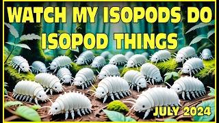 The Secret Life Of My Isopods In Isopod House Terrarium  July [upl. by Bill]