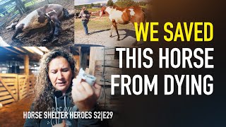 Horse Shelter Heroes  S2E29  AUCTION RESCUE [upl. by Ihana]