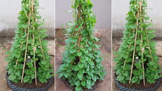 How to grow vegetable spinach quickly and lushly at home [upl. by Neelram]