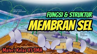 Fungsi amp Struktur Membran Sel  Belajar Dari Rumah  Dunia Biologi [upl. by Igor]