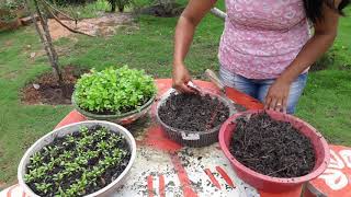 Como plantar coentro em vaso [upl. by Nelli]