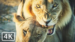 Lions Mating in the Kalahari Desert  4K African animals and wildlife [upl. by Trebloc309]