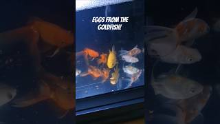 Goldfish eggs aquarium goldfish [upl. by Opaline362]