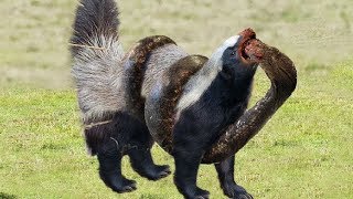 Honey badger vs Snake  King Cobra  Lizard Real Fight Compilation  Big Battle In The Desert [upl. by Lauzon]