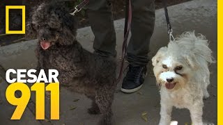 The Trouble with Barking Dogs  Cesar 911 [upl. by Nela]