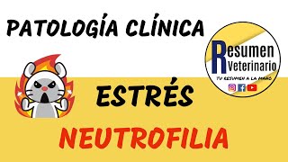 Neutrofilia  Estrés MEDICINA VETERINARIA [upl. by Lovmilla]