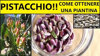 Come ottenere una piantina di pistacchio in casa partendo dal seme 🌱  Tutorial agricoltura [upl. by Vivianna647]