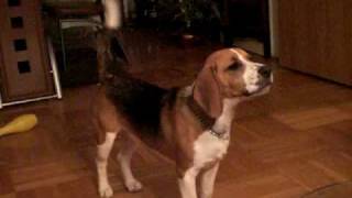 Beagle bellen Mexx bellt [upl. by Larrabee]