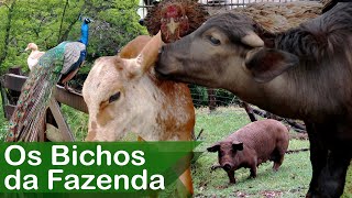 Bichos da Fazenda Galinhas Patos Pavão Búfalo Cavalo e Boi [upl. by Annaierb525]