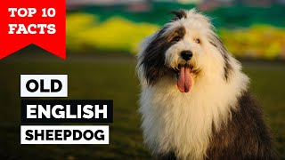 Old English Sheepdog  Top 10 Facts [upl. by Vashti]