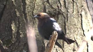 BrownHeaded Cowbird Song [upl. by Mccollum]