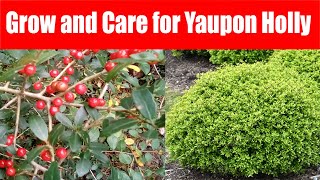 How to Grow and Care for Yaupon Holly [upl. by Assenab]