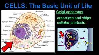 Cells The Basic Unit of Life [upl. by Aikimat]