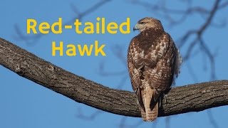 RedTailed Hawk A Fierce Bird of Prey Hunter [upl. by Aivekal]