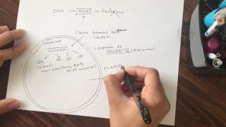 RNA Interference RNAi Basic Mechanism Graduate Level [upl. by Cooper12]