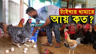 টাইগার মুরগি খামারে আয় কত  খাদ্য ভ্যাকসিন কি কি লাগে   টাইগার মুরগি পালন  Tiger Murgi [upl. by Assiluj]