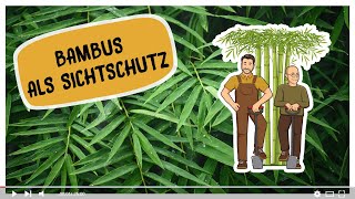 Bambus als Sichtschutzhecke mit Fargesien [upl. by Nihs464]