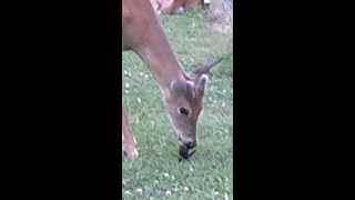 deer eats black bird [upl. by Spark]