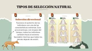 Conceptos básicos de la evolución [upl. by Ardet339]